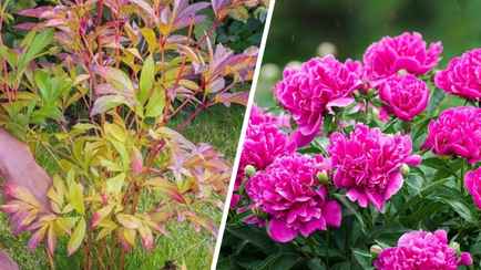 Обязательно сделайте это с пионами после заморозков. Кусты будут ломиться от цветов в следующем сезоне