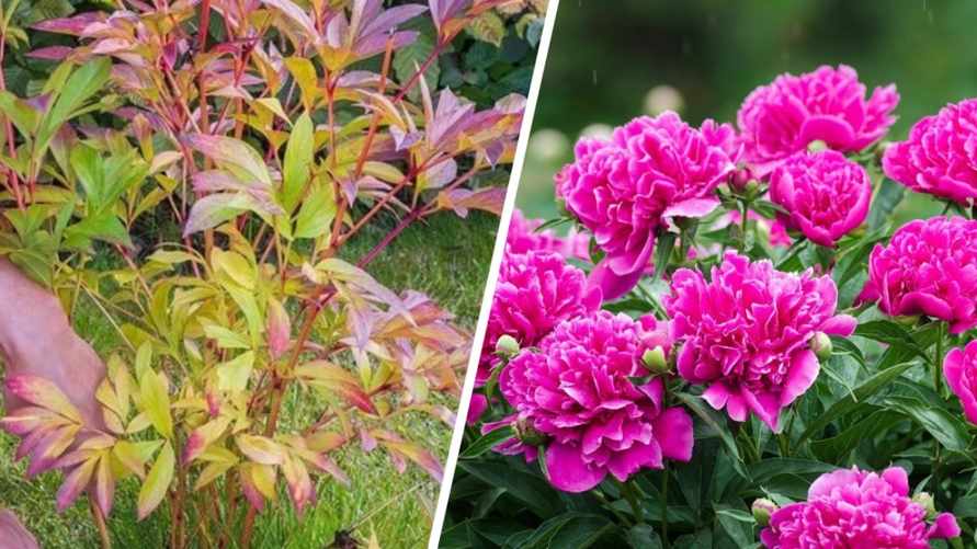 Обязательно сделайте это с пионами после заморозков. Кусты будут ломиться от цветов в следующем сезоне