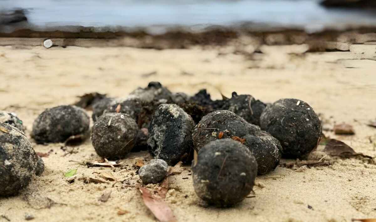 В Австралии закрыли пляжи из-за "таинственных чёрных шаров", которые выбросило на сушу