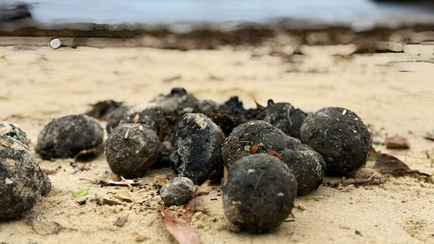 В Австралии закрыли пляжи из-за «таинственных чёрных шаров», которые выбросило на сушу