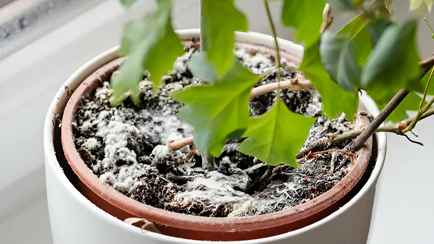 В цветочном горшке появилась плесень? Посыпьте почву этими 4 продуктами
