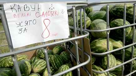 Лукашенко призвал выращивать в Беларуси новые фрукты. Что предложил на Гомельщине, кроме арбузов и винограда?