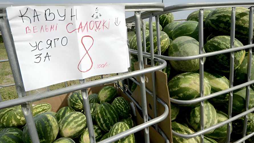 Лукашенко призвал выращивать в Беларуси новые фрукты. Что предложил на Гомельщине, кроме арбузов и винограда?