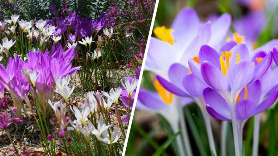 В лесах и на лугах расцвёл смертельно ядовитый осенний цветок. Как белорусам не перепутать с крокусом?