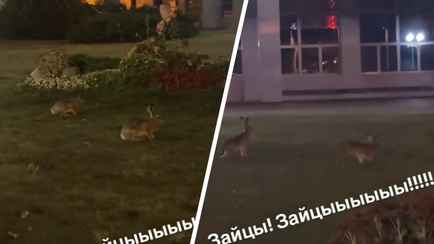 «Просто Animal Planet!» — В оживленном квартале Минска заметили зайцев