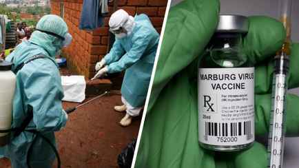 «Лечения не существует!» — В Минздраве Беларуси рассказали, почему приготовились к появлению смертельной лихорадки из Африки