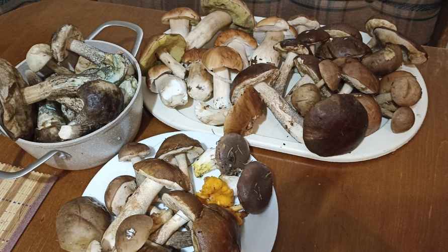 Урожай грибов, собранных на Вяче (Минская область) 7 октября. Фото: паблик "Грибные войска Беларуси"