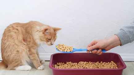 Зачем насыпать соду в кошачий лоток? Вот 7 трюков с ней, за которые питомец «скажет спасибо»