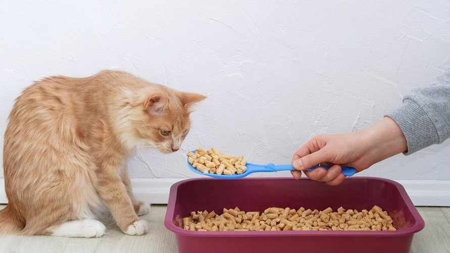 Зачем насыпать соду в кошачий лоток? Вот 7 трюков с ней, за которые питомец "скажет спасибо"