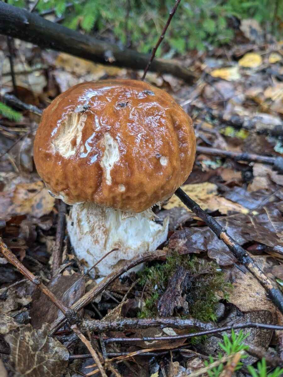 Прогноз оправдался - Белорусы похвастались урожаем грибов, которые собрали после выходных. Где белые начали удивлять?
