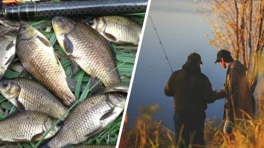 Эти 4 запаха привлекут карася осенью. Где и в какую погоду смотреть на пузырьки, чтобы принести домой богатый улов?