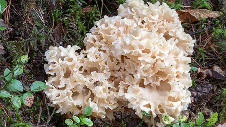 Спарасисс кудрявый в молодом возрасте