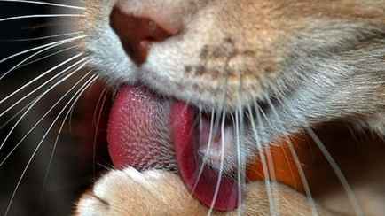 Почему у котов шершавый язык? Об этих 6 функциях полезно знать каждому хозяину