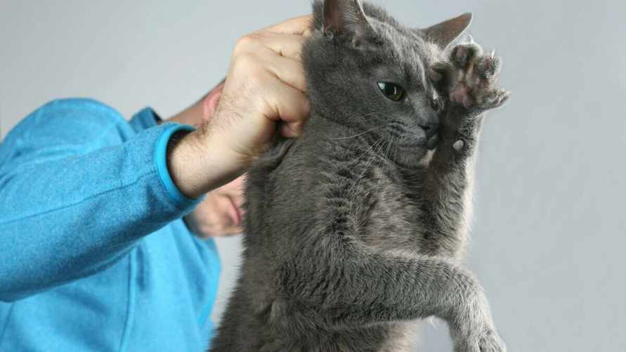 Можно ли поднимать кошку за шкирку? Ветеринар объяснила, что чувствует животное в этот момент на самом деле
