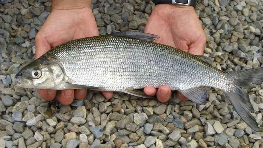 Сиг чудской / Фото: Fishingby.com