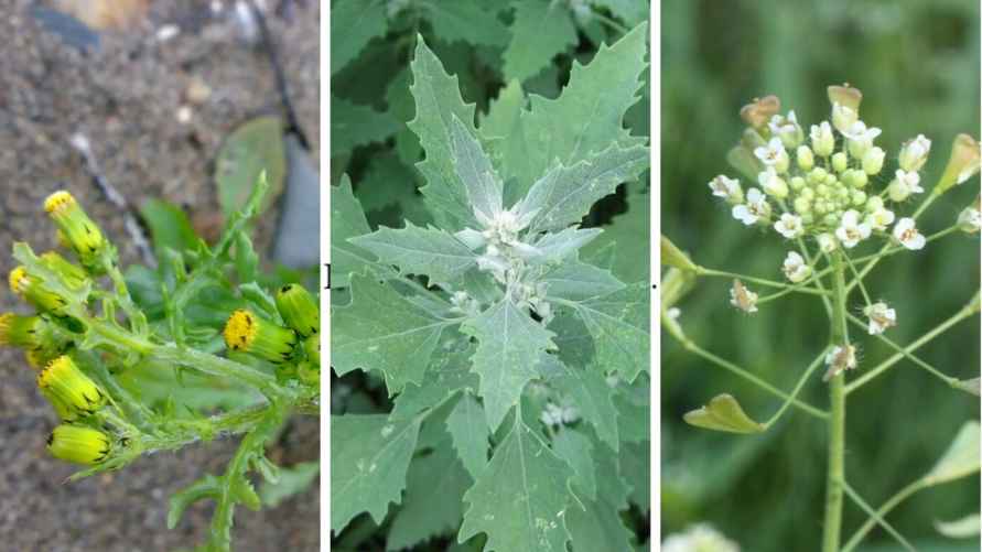 Слева-направо: марь белая и пастушья сумка.