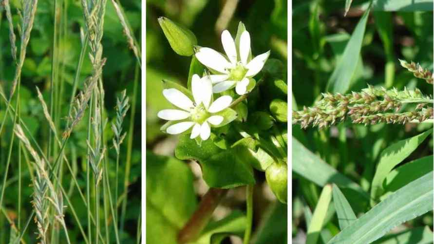 Слева-направо: пырей, звездчатка средняя и ежовник обыкновенный.
