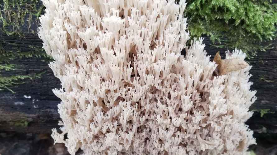 Фото: Нацпарк "Припятский"