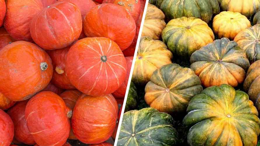 На фото слева - направо: тыква хоккайдо и мускатная тыква