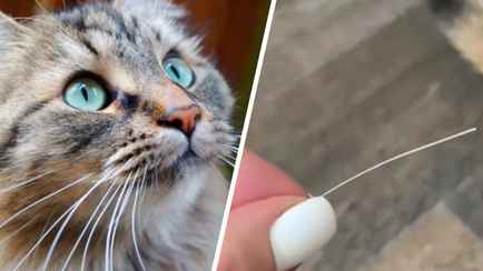 Почему коты теряют усы? Вот когда нужно обязательно сходить к ветеринару