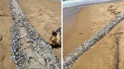 Странное «инопланетное» существо шокировало пользователей интернета. Что это?