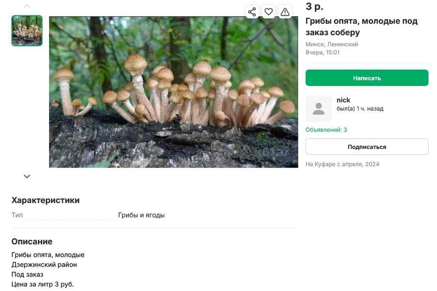 Опята – от 3 рублей, белые – от 25 рублей. Где белорусам закупиться грибами, пока в лесу «затишье»?