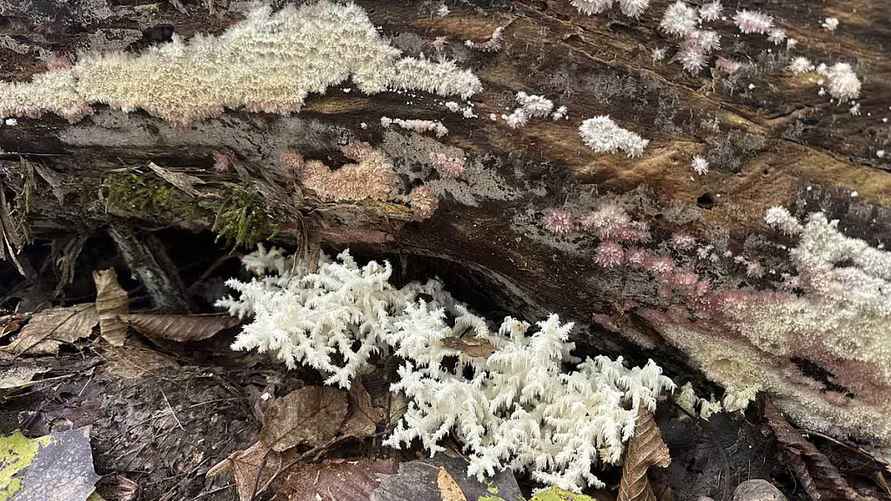 Фото: Нацпарк "Припятский"