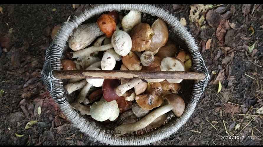 Урожай из Солигорского района, 7 октября. Фото: паблик "Грибные войска Беларуси"