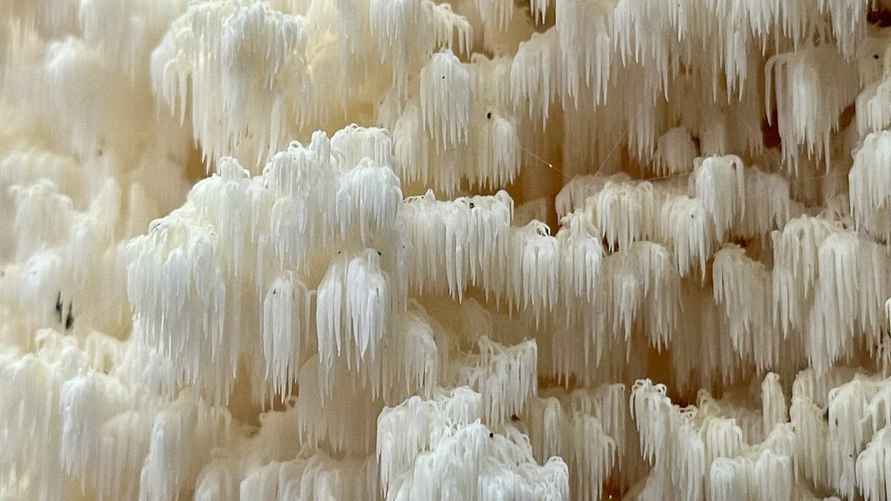 Фото: Нацпарк "Припятский"