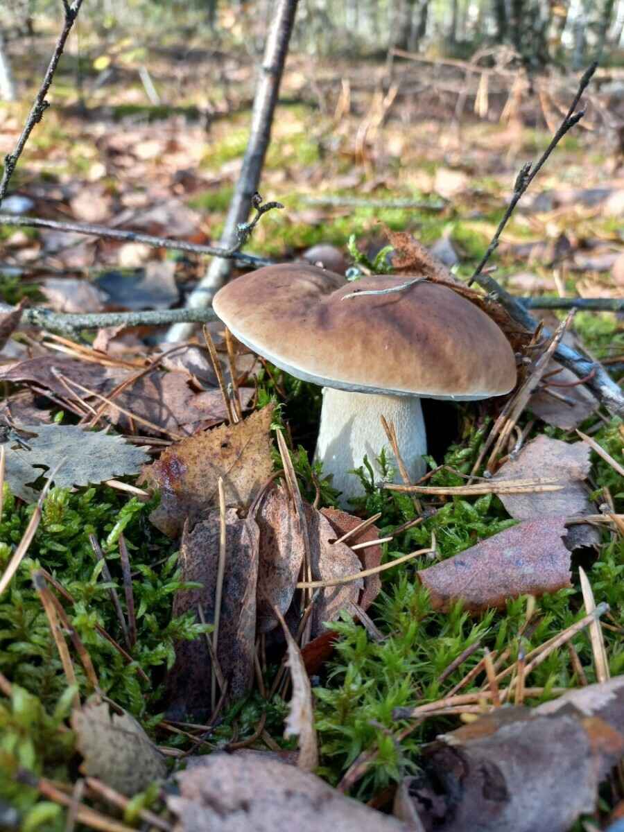 Прогноз оправдался - Белорусы похвастались урожаем грибов, которые собрали после выходных. Где белые начали удивлять?