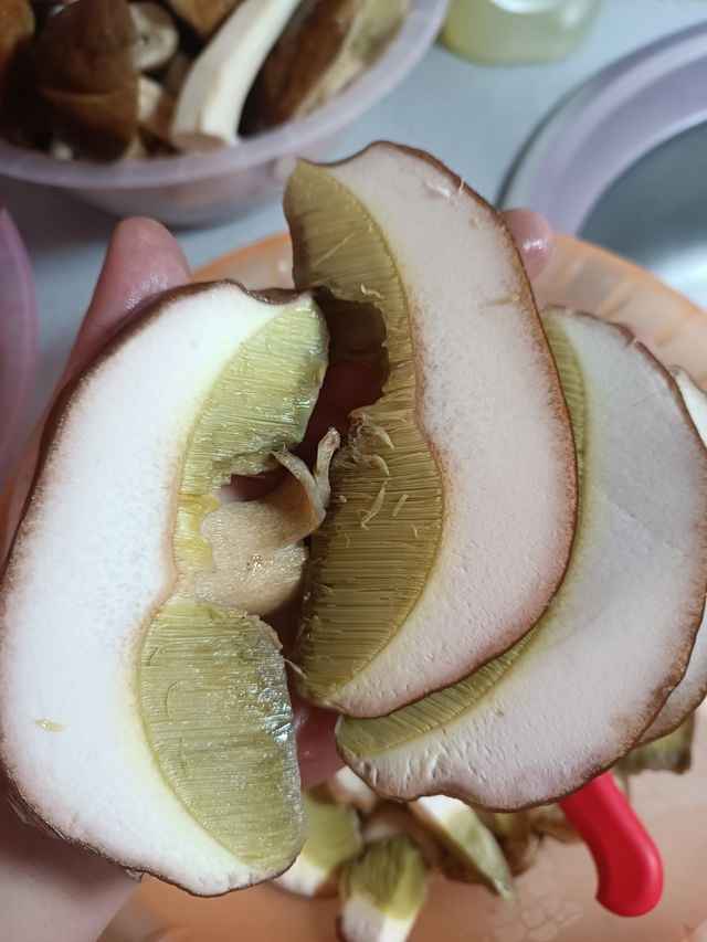 Прогноз оправдался - Белорусы похвастались урожаем грибов, которые собрали после выходных. Где белые начали удивлять?