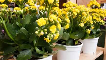 Что делать, если не цветет каланхоэ? Вот какую ошибку допускают почти все