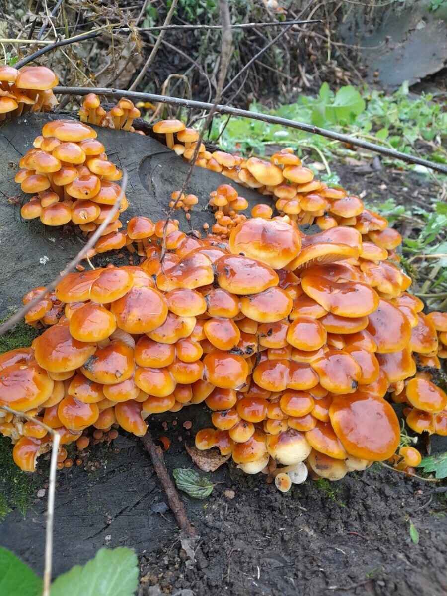 В белорусских лесах пошли зимние опята. Какие ещё грибы не спугнули первые снегопады?