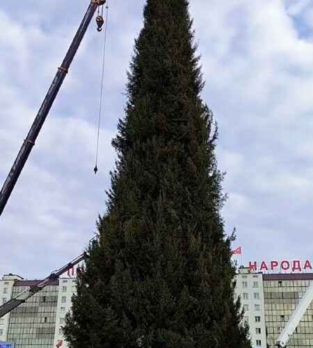 Ёлка, установленная в Витебске. Фото: Телеграм-канал "Витебск. Главное"