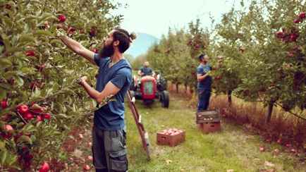 Наименьший урожай в Польше за 22 года? В Европе предупредили о росте цен на яблоки и соки