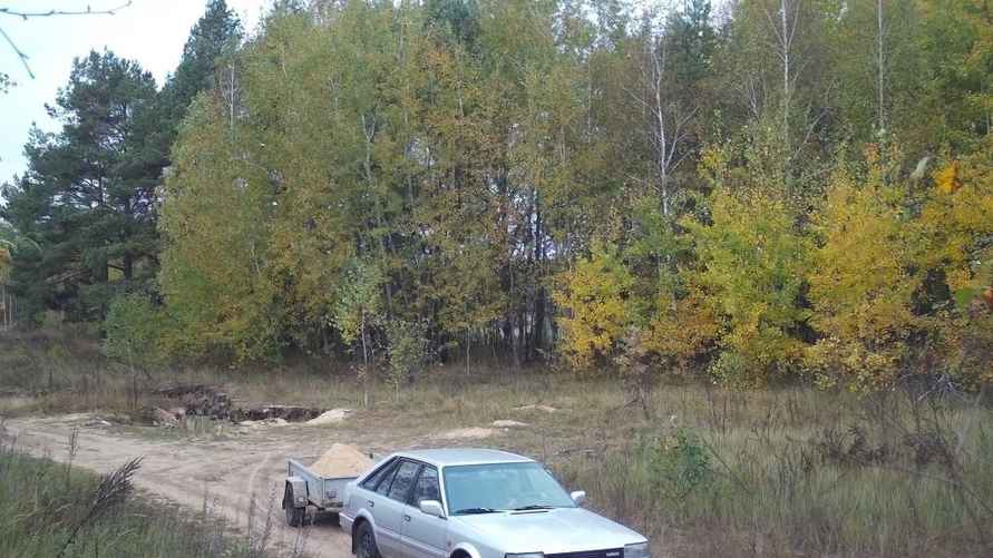 Фото: Бобруйский лесхоз