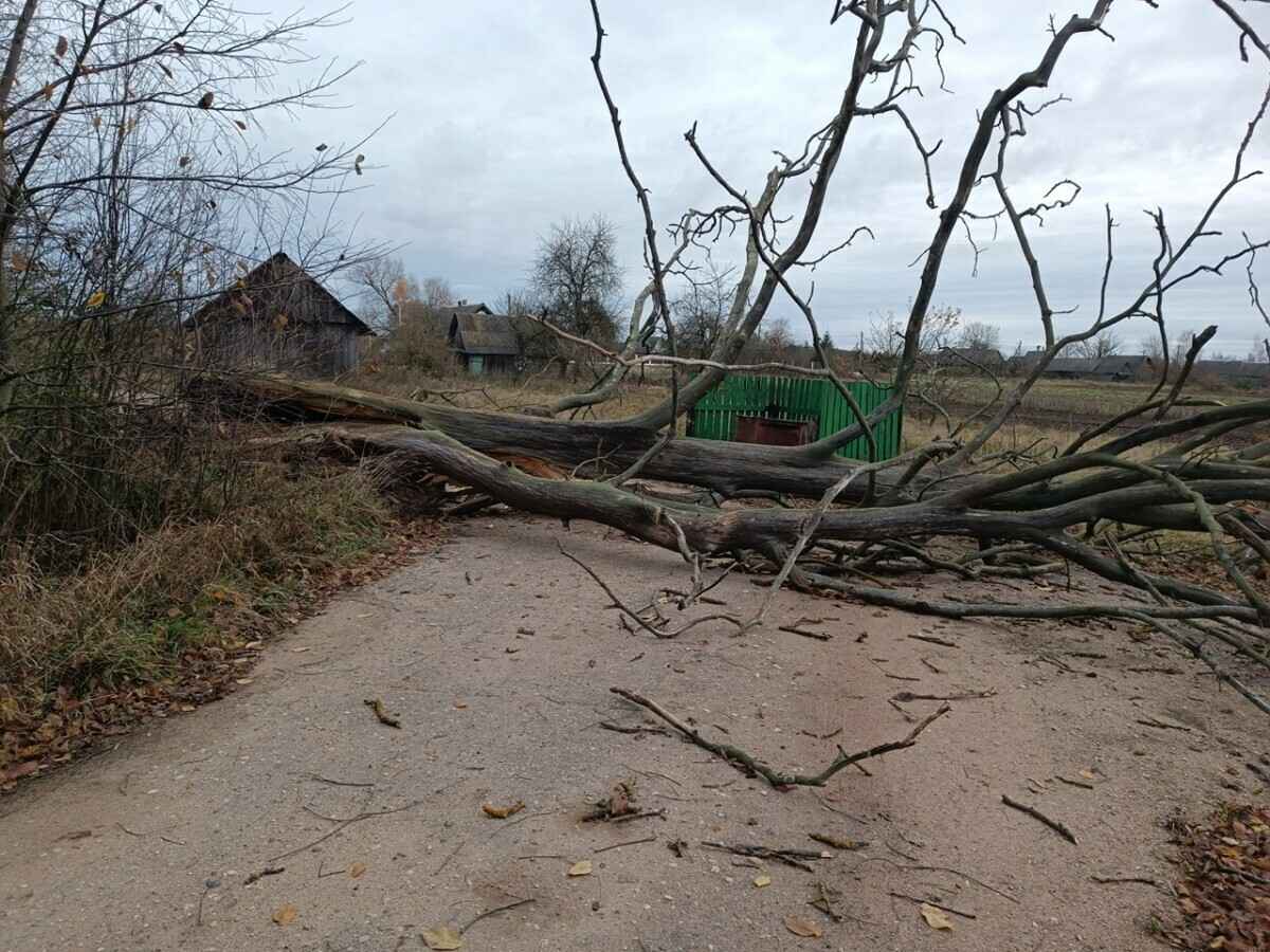 Штормовой ветер оставил без света 226 деревень и посёлков Беларуси