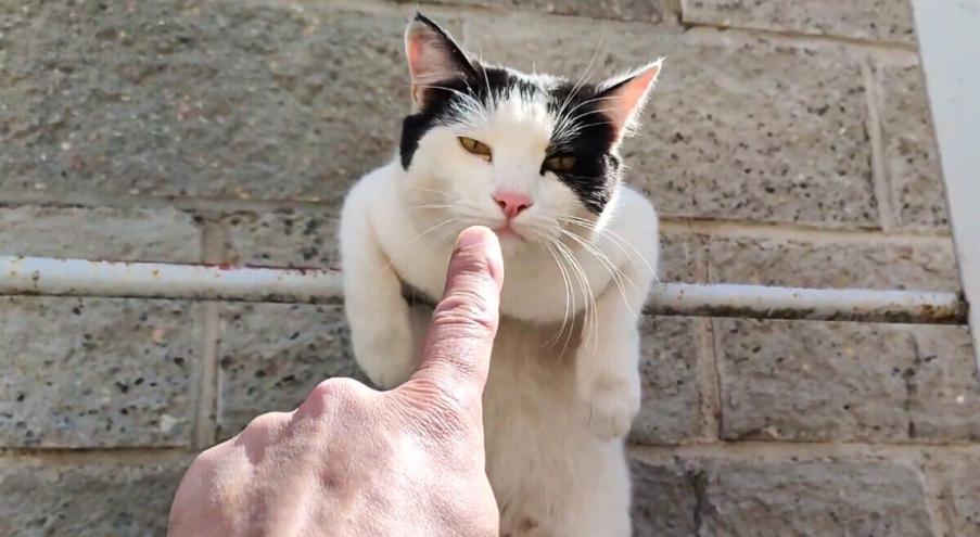 Цель международного конкурса, который проводится в российском Зеленоградске,