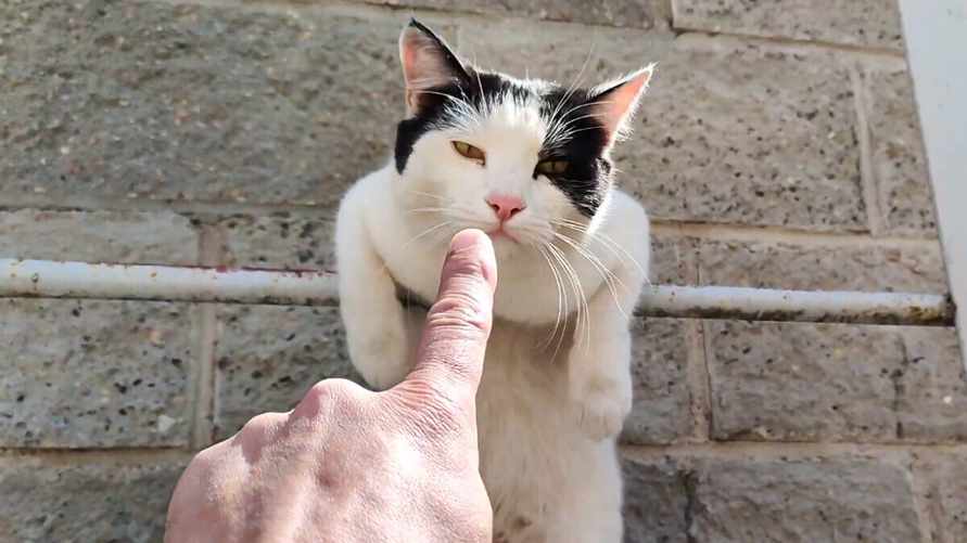 Кошку из Беларуси позвали участвовать в российском "Лохматом Оскаре". Но она даже не породистая