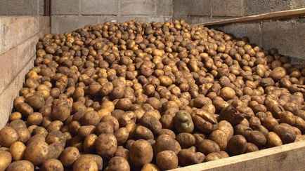 Положите несколько листьев этой пряности рядом с картошкой, чтобы не прорастала. Так делали еще наши дедушки