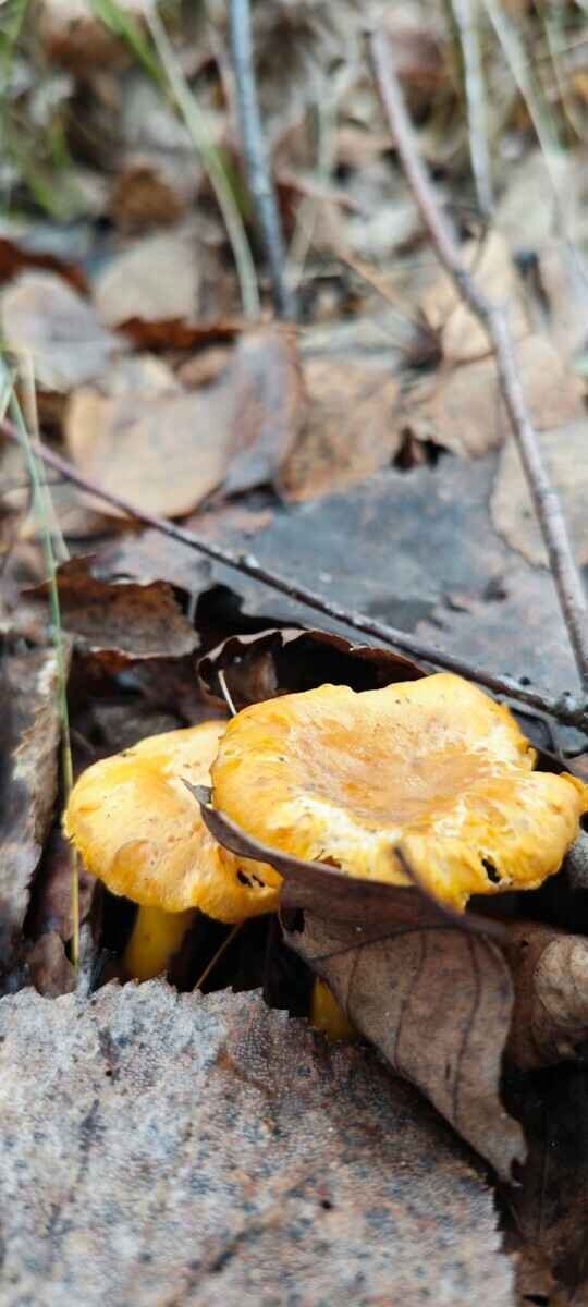 В белорусских лесах пошли зимние опята. Какие ещё грибы не спугнули первые снегопады?
