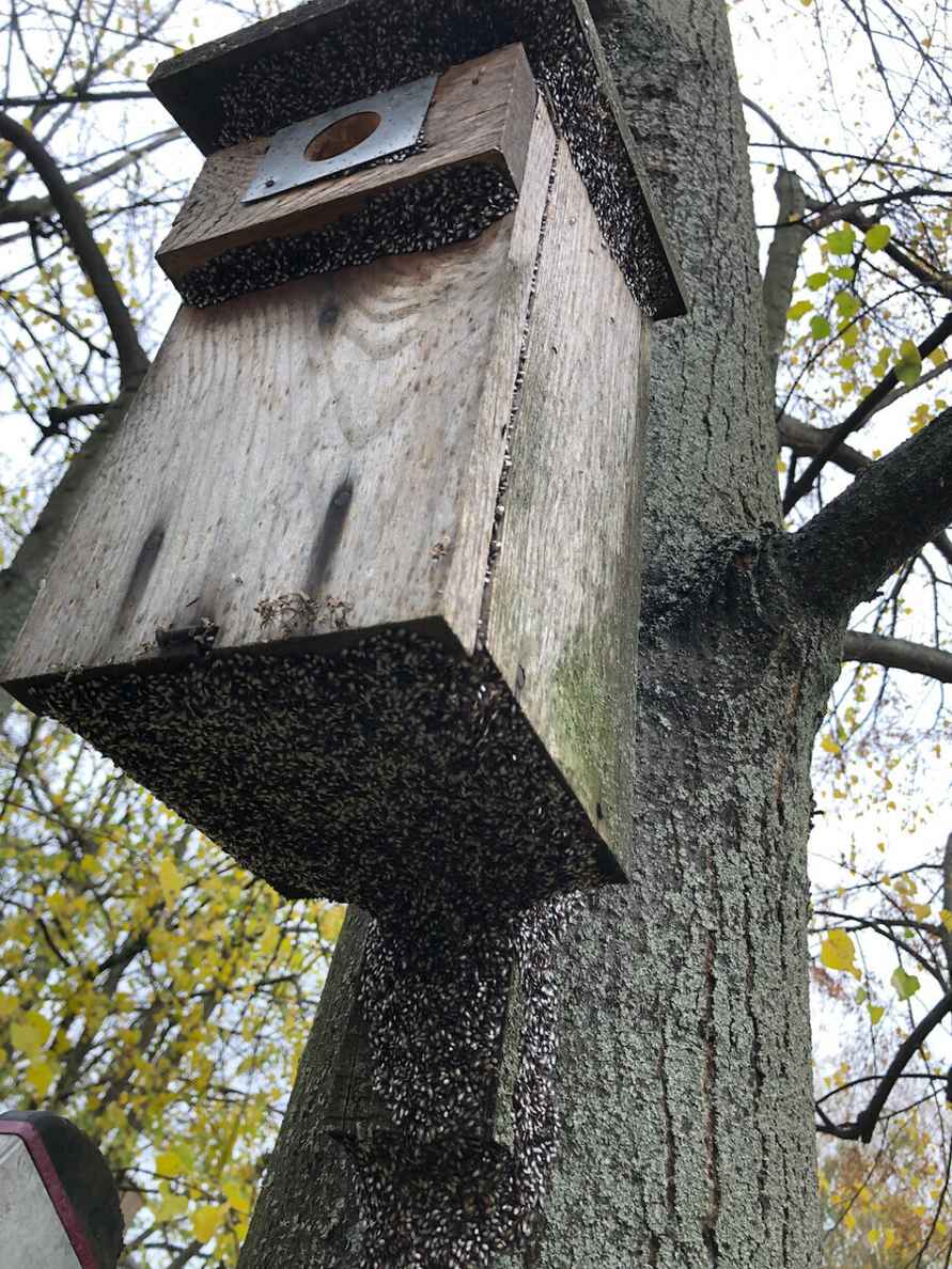 Их будет только больше - Польские города атаковали полчища металлических клопов. Угрожает ли Беларуси?