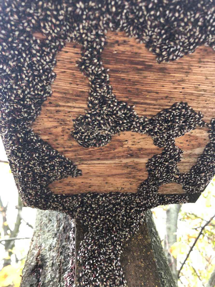 Их будет только больше - Польские города атаковали полчища металлических клопов. Угрожает ли Беларуси?