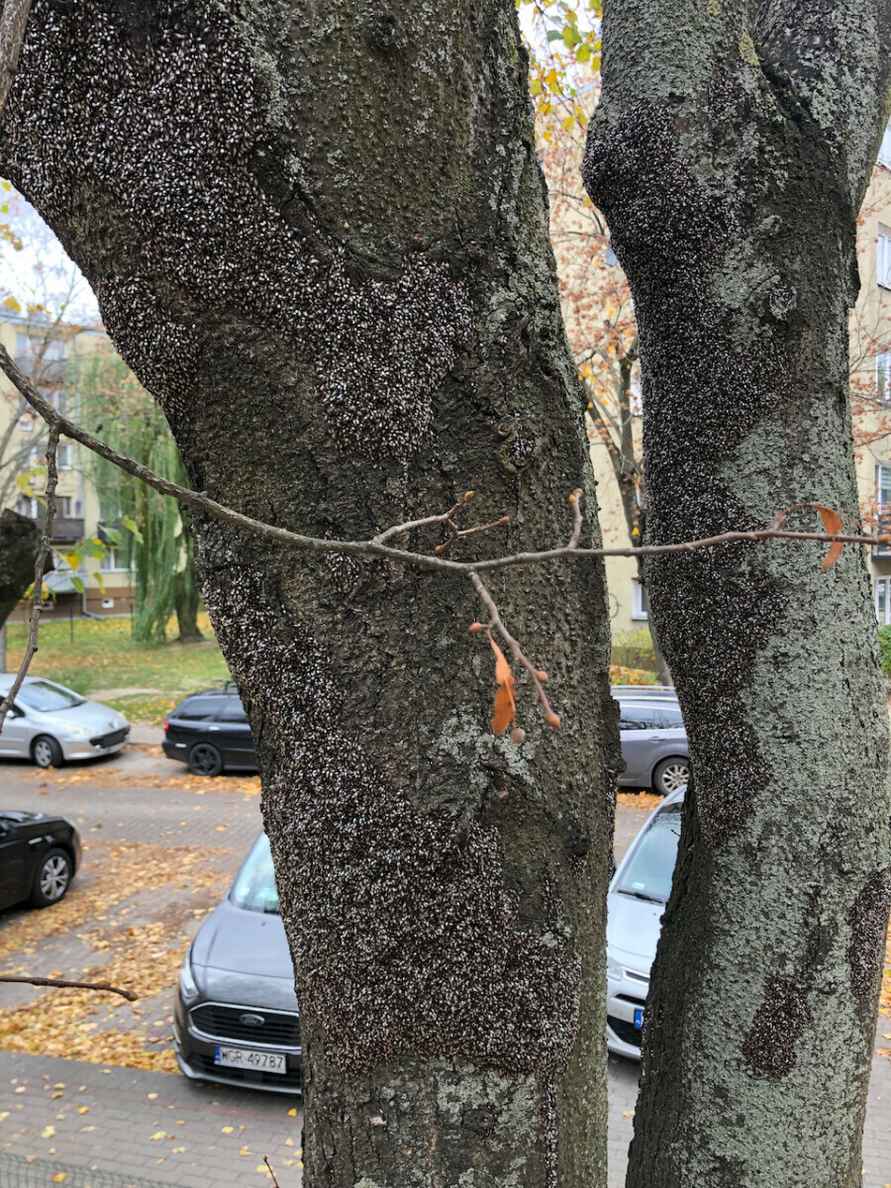 Их будет только больше - Польские города атаковали полчища металлических клопов. Угрожает ли Беларуси?
