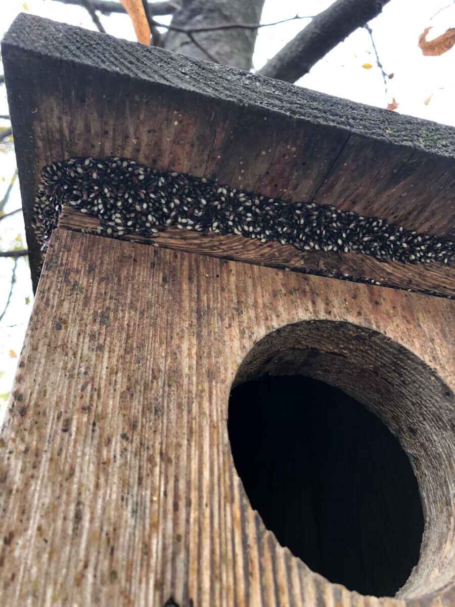 Их будет только больше - Польские города атаковали полчища металлических клопов. Угрожает ли Беларуси?