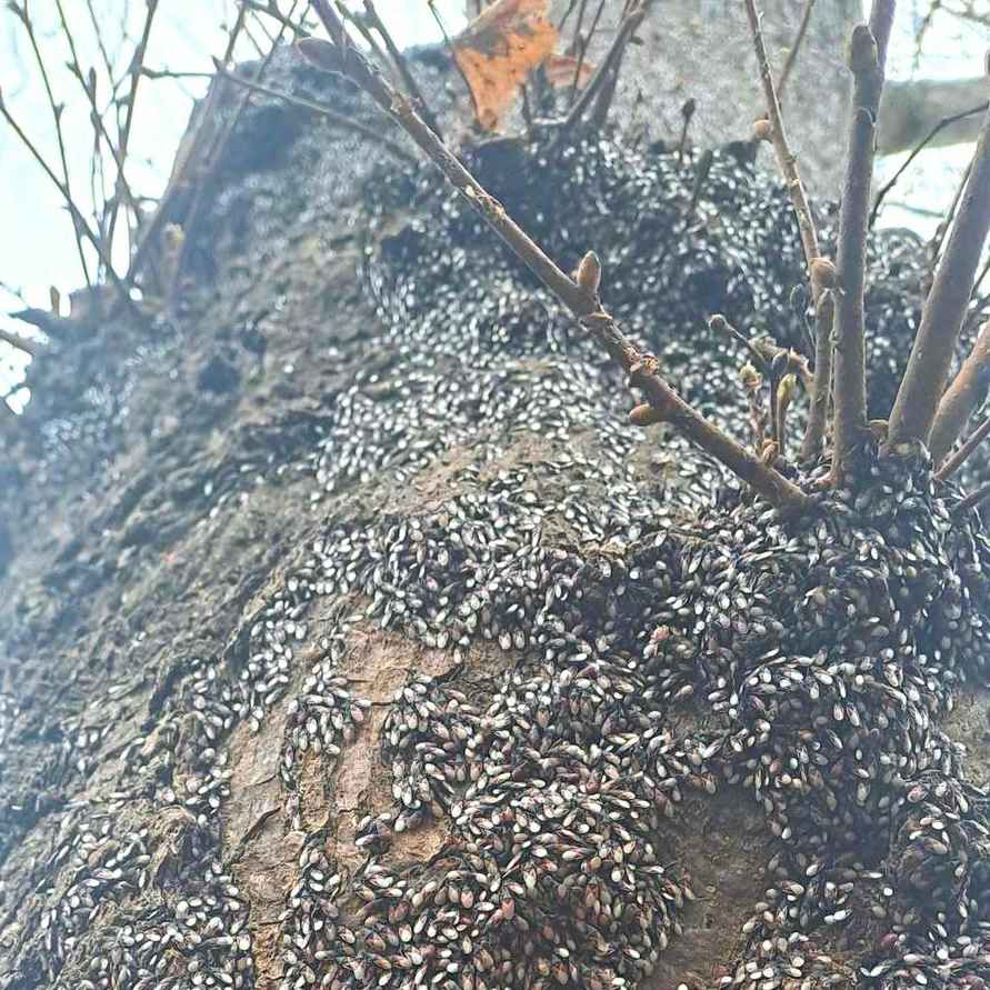 Их будет только больше - Польские города атаковали полчища металлических клопов. Угрожает ли Беларуси?