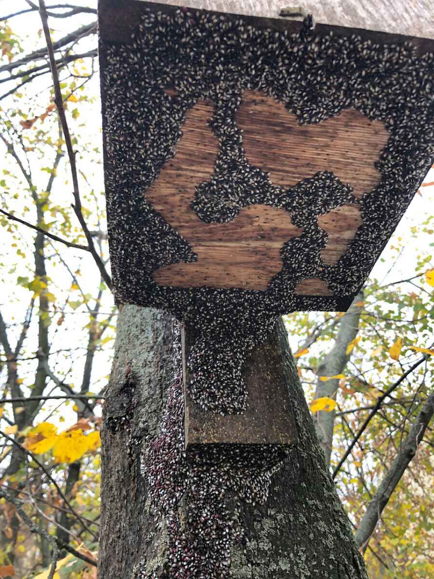 Их будет только больше - Польские города атаковали полчища металлических клопов. Угрожает ли Беларуси?