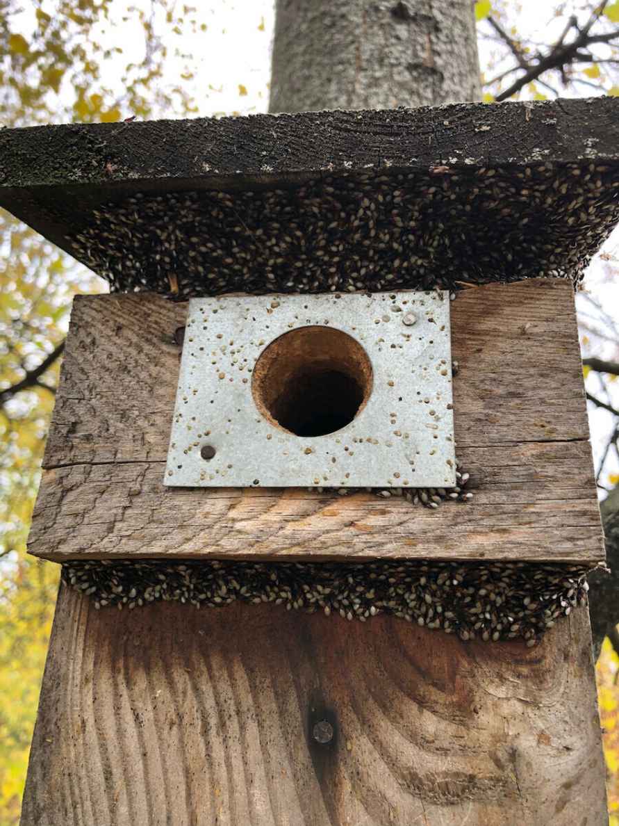 Их будет только больше - Польские города атаковали полчища металлических клопов. Угрожает ли Беларуси?