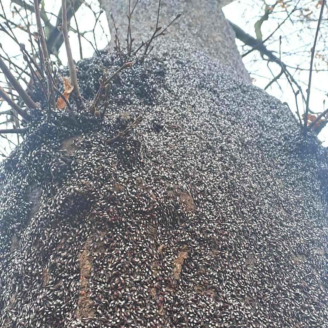 Их будет только больше - Польские города атаковали полчища металлических клопов. Угрожает ли Беларуси?