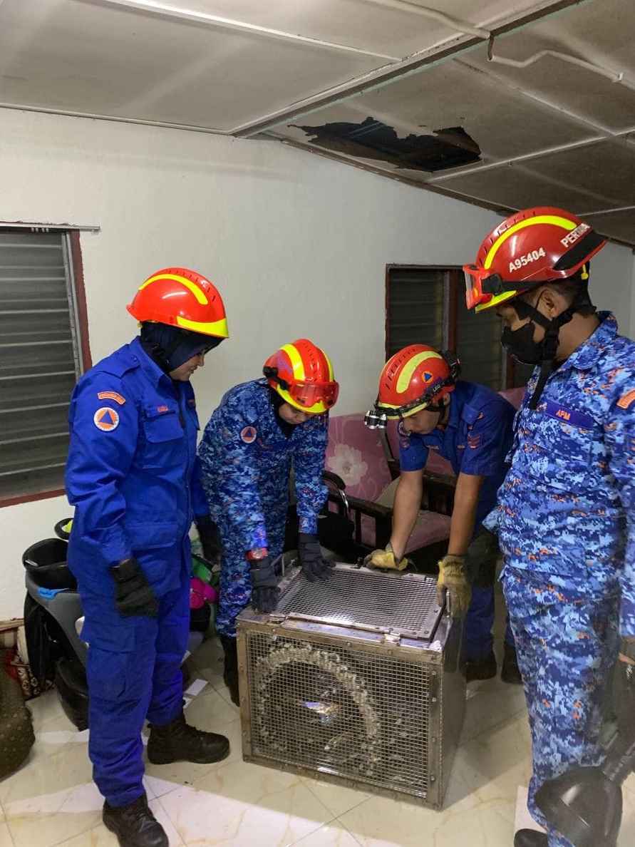 На видео попало, как 3-метровый проломил крышу дома и упал на диван